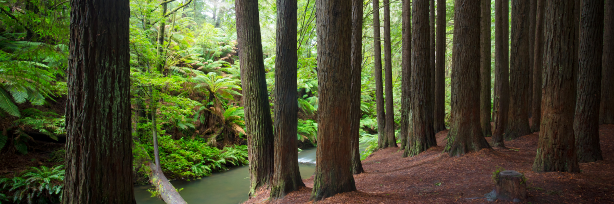 redwood_forest_otway_national_park_beech_victoria