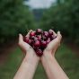 cherry_hill_orchards_picking_wandin_coldstream_yarra_valley_melbourne_cherries