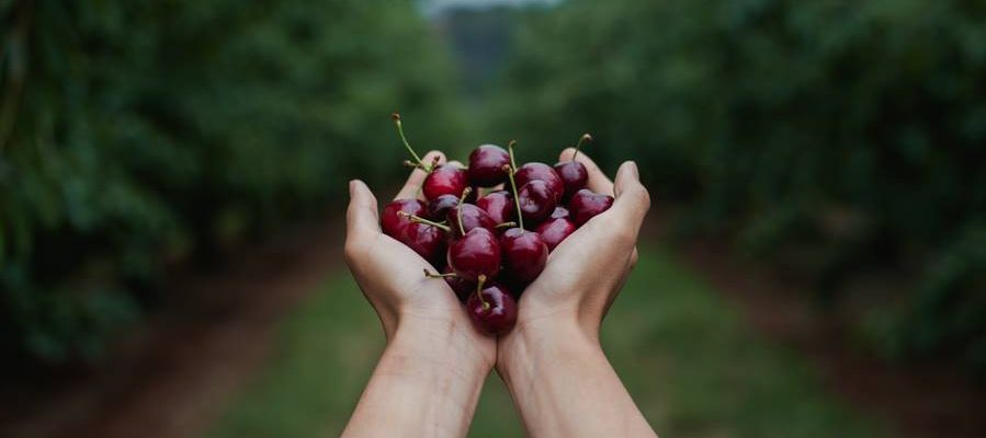 cherry_hill_orchards_picking_wandin_coldstream_yarra_valley_melbourne_cherries