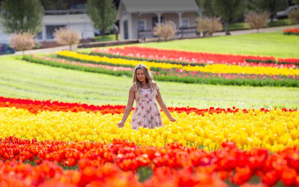 Get Lost in Blooms at Tesselaar Tulip Festival