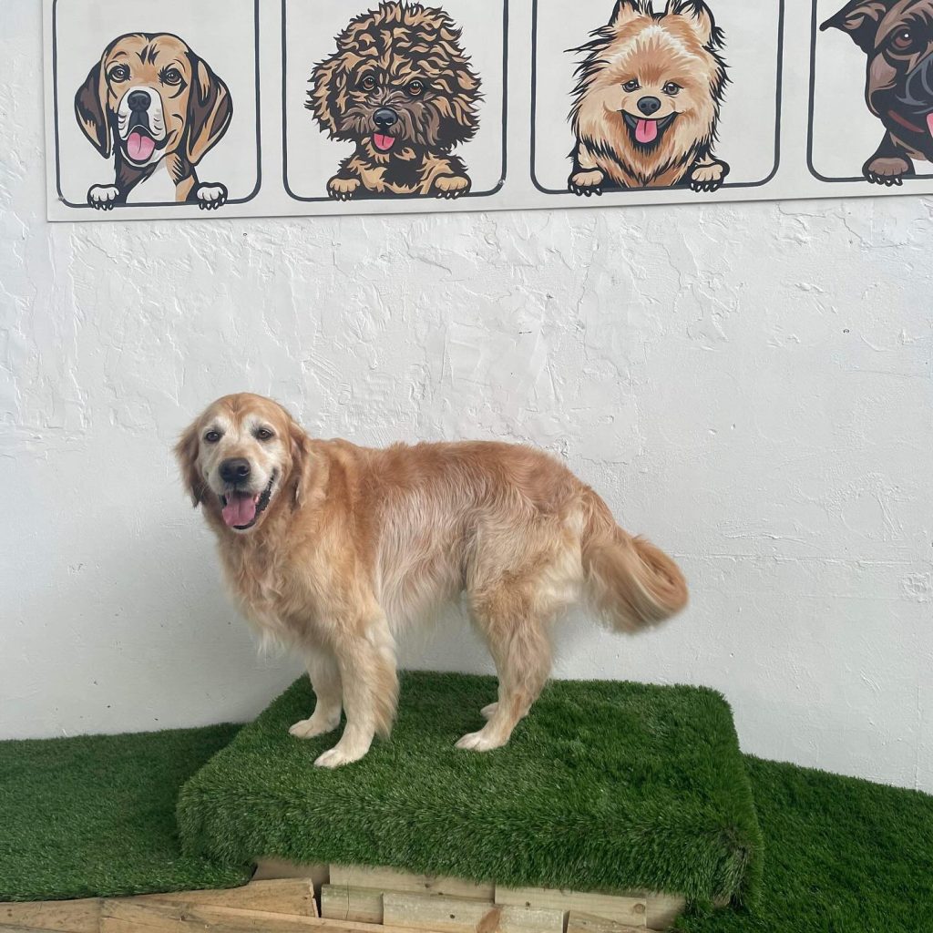 Melbourne dog park Bark Park, off-leash play areas for dogs.