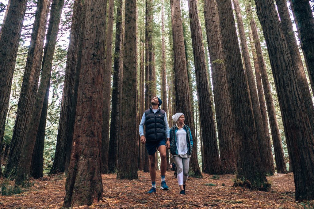 Towering trees in the Redwoods Otways Forest near Great Ocean Road