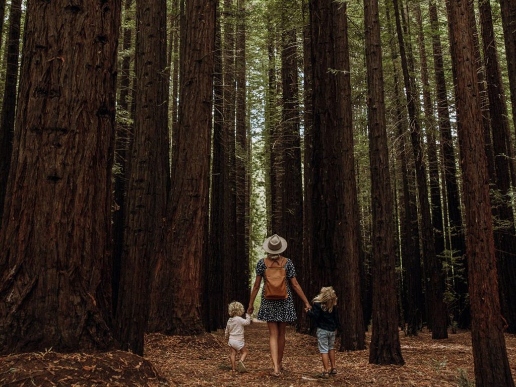 Towering Californian redwood trees in Warburton's forest