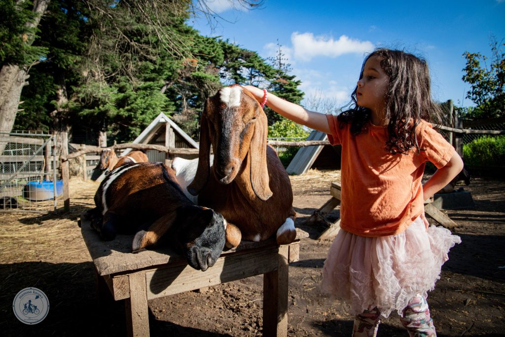Collingwood Children's Farm animals and visitors enjoying the farm experience