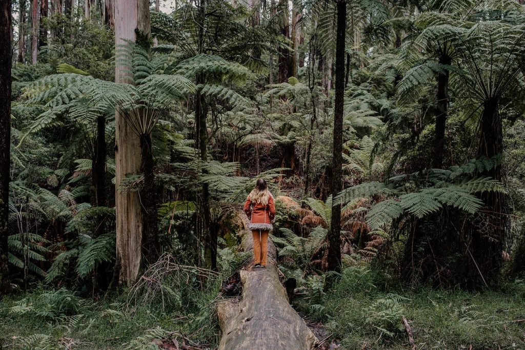 Sherbrooke Falls in Dandenong Ranges National Park