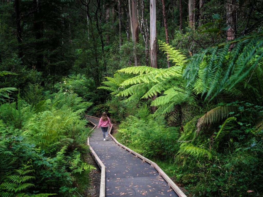 Wirrawilla Rainforest Walk lush greenery and boardwalk​
