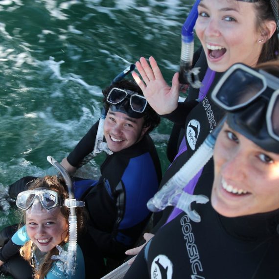 Polperro Dolphin & Seal Swimming Adventure on the Mornington Peninsula